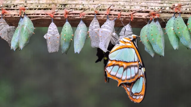 Bitcoin: A $3.2 Million 'Bitcoin Butterfly' Option Trade Bets on $95,000 by End of October news card image